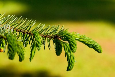 Picea omorika - smrk omorika -jehlice